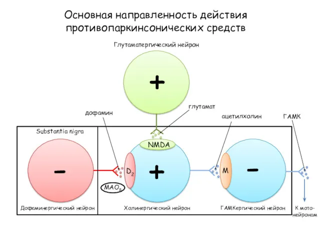Основная направленность действия противопаркинсонических средств D2 NMDA M Глутаматергический нейрон глутамат Substantia nigra