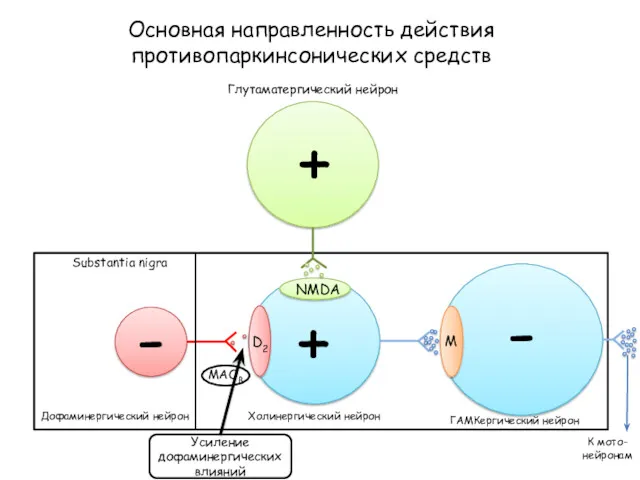 Основная направленность действия противопаркинсонических средств D2 NMDA M Глутаматергический нейрон Substantia nigra Дофаминергический