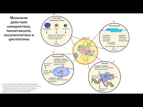 Механизм действия винкристина, паклитаксела, оксалиплатина и цисплатина Hana Starobova and
