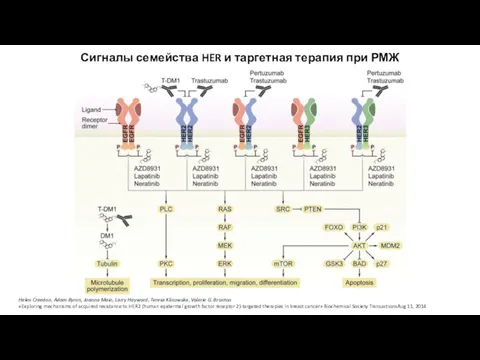 Сигналы семейства HER и таргетная терапия при РМЖ Helen Creedon,