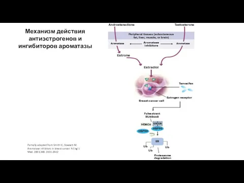 Partially adapted from Smith IE, Dowsett M. Aromatase inhibitors in