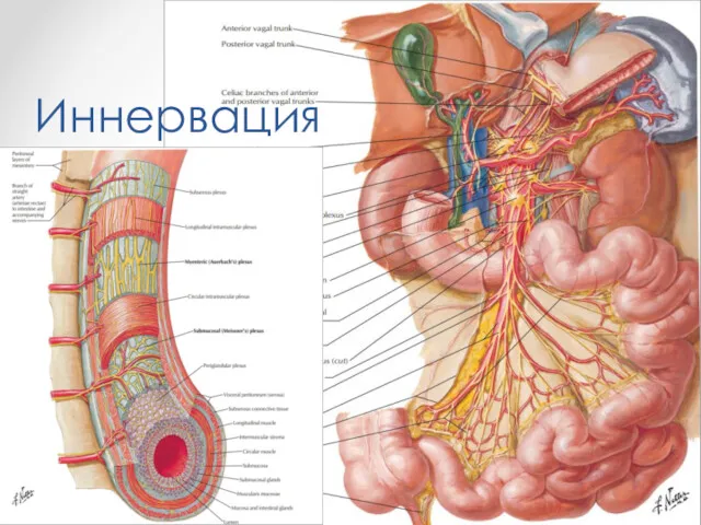 Иннервация