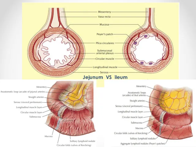 Jejunum VS ileum