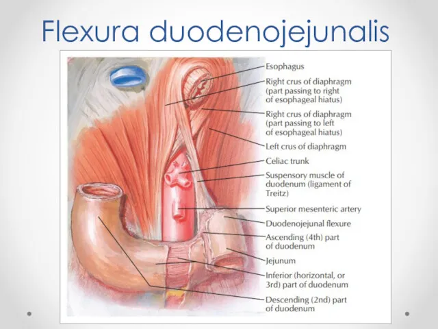 Flexura duodenojejunalis
