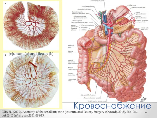 Кровоснабжение jejunum (a) and ileum (b) Ellis, H. (2011). Anatomy