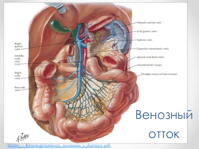 Венозный отток Netter_-_Khirurgicheskaya_anatomia_i_dostupy.pdf