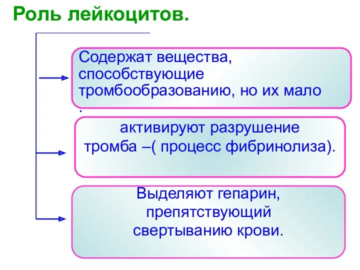 Роль лейкоцитов. Содержат вещества, способствующие тромбообразованию, но их мало .