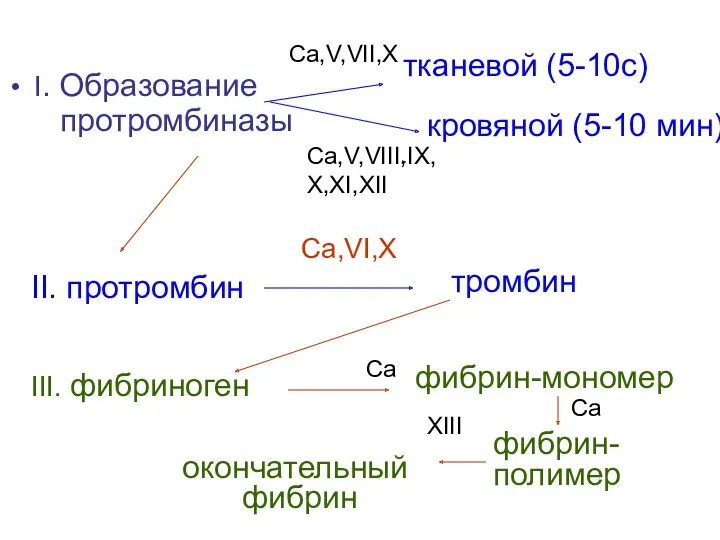 I. Образование протромбиназы тканевой (5-10с) Ca,V,VII,X Ca,V,VIII,IX, X,XI,XII кровяной (5-10