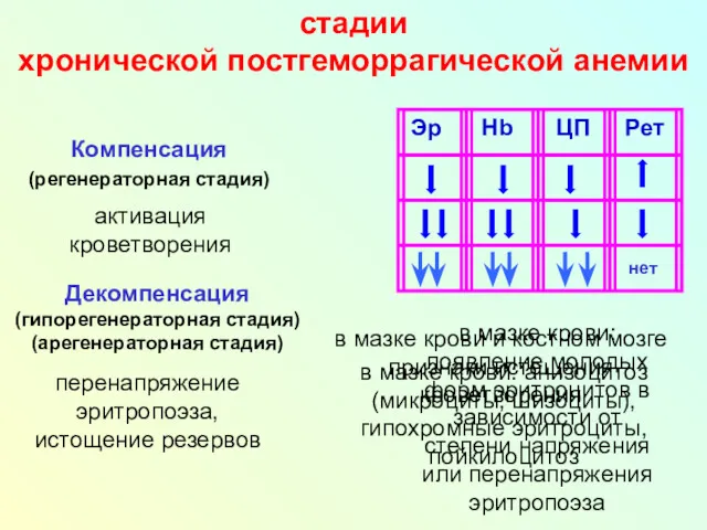 стадии хронической постгеморрагической анемии Компенсация (регенераторная стадия) Декомпенсация (гипорегенераторная стадия)