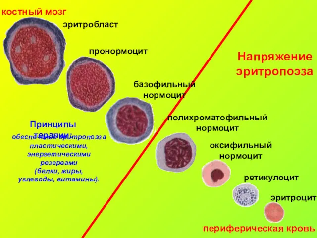 костный мозг периферическая кровь Напряжение эритропоэза Принципы терапии: обеспечение эритропоэза