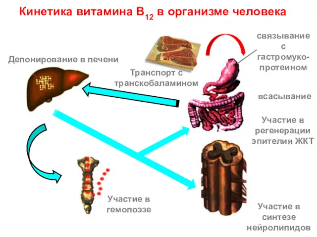 всасывание Транспорт с транскобаламином Депонирование в печени Кинетика витамина В12