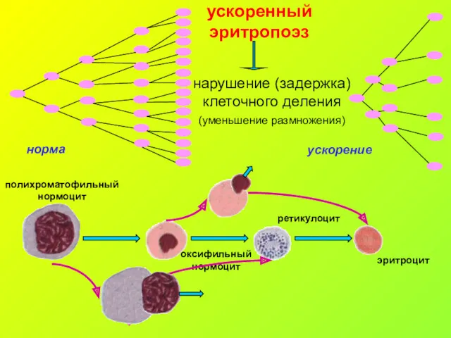 ускоренный эритропоэз нарушение (задержка) клеточного деления (уменьшение размножения)