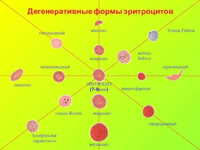 Дегенеративные формы эритроцитов