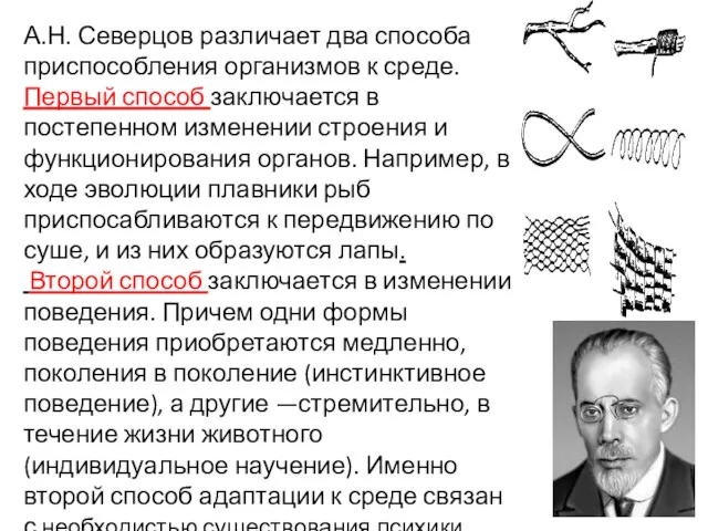 А.Н. Северцов различает два способа приспособления организмов к среде. Первый