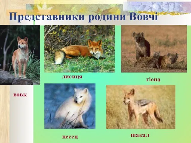 Представники родини Вовчі вовк лисиця песец гіена шакал