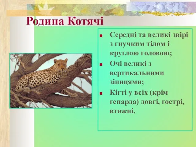 Родина Котячі Середні та великі звірі з гнучким тілом і