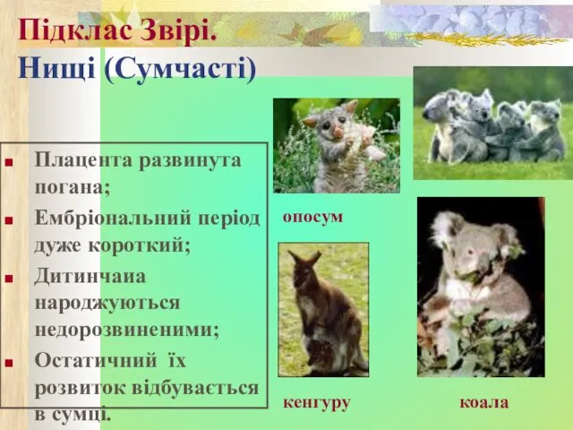 Підклас Звірі. Нищі (Сумчасті) Плацента развинута погана; Ембріональний період дуже