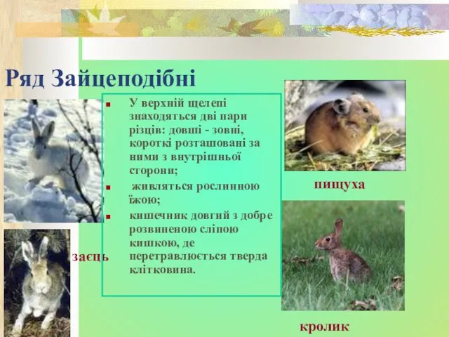 Ряд Зайцеподібні пищуха заєць кролик У верхній щелепі знаходяться дві