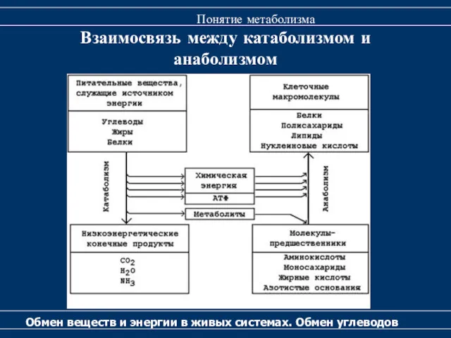 Взаимосвязь между катаболизмом и анаболизмом Обмен веществ и энергии в живых системах. Обмен углеводов Понятие метаболизма