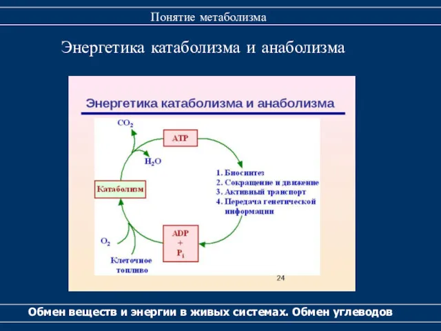 Обмен веществ и энергии в живых системах. Обмен углеводов Понятие метаболизма Энергетика катаболизма и анаболизма