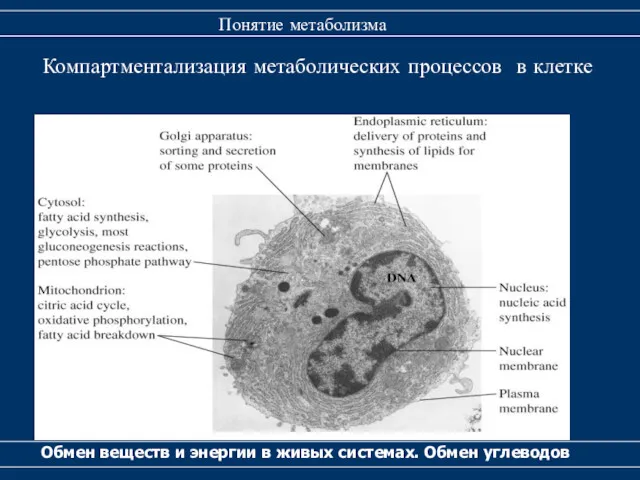 Обмен веществ и энергии в живых системах. Обмен углеводов Понятие метаболизма Компартментализация метаболических процессов в клетке