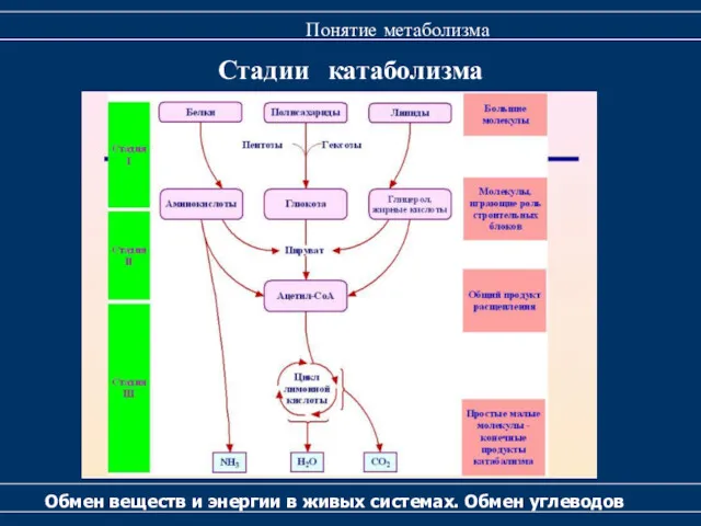 Стадии катаболизма Обмен веществ и энергии в живых системах. Обмен углеводов Понятие метаболизма