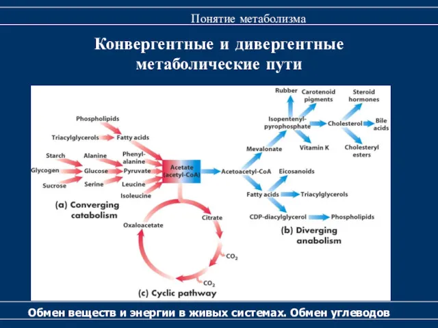 Конвергентные и дивергентные метаболические пути Обмен веществ и энергии в живых системах. Обмен углеводов Понятие метаболизма