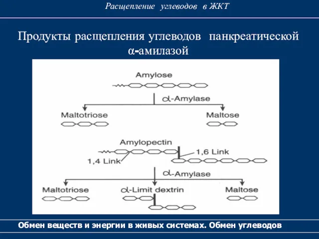 Продукты расщепления углеводов панкреатической α-амилазой Обмен веществ и энергии в