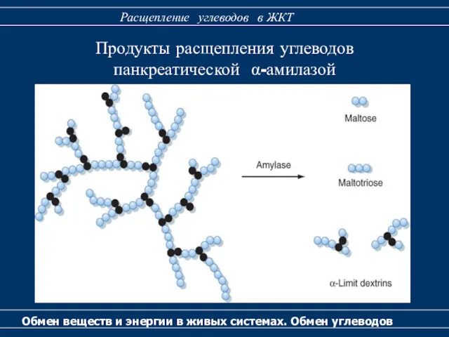 Обмен веществ и энергии в живых системах. Обмен углеводов Расщепление