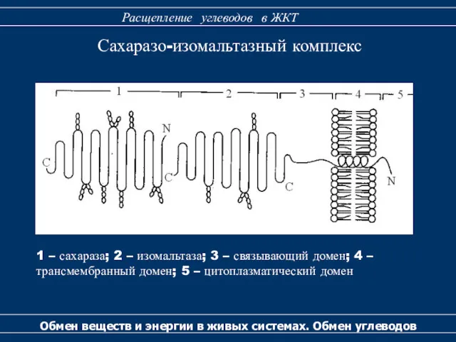 Сахаразо-изомальтазный комплекс Обмен веществ и энергии в живых системах. Обмен