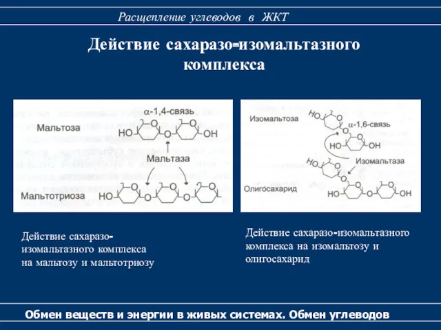 Действие сахаразо-изомальтазного комплекса Обмен веществ и энергии в живых системах.