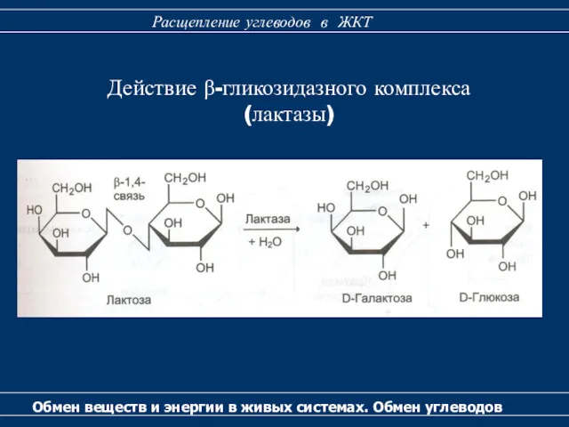 Действие β-гликозидазного комплекса (лактазы) Обмен веществ и энергии в живых