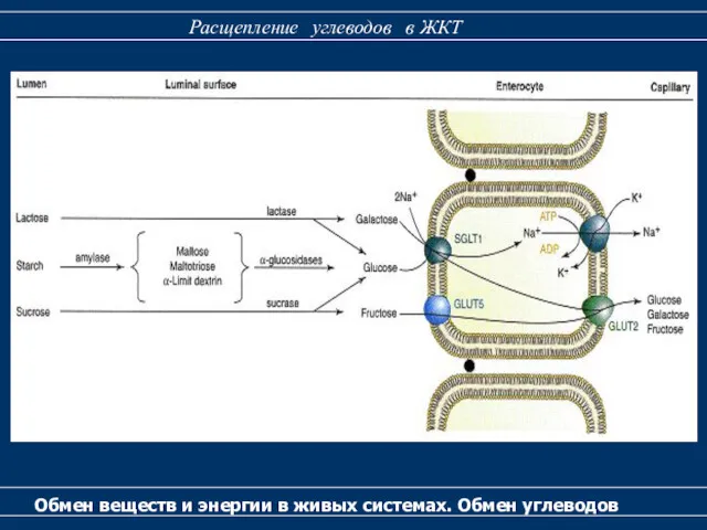 Обмен веществ и энергии в живых системах. Обмен углеводов Расщепление углеводов в ЖКТ