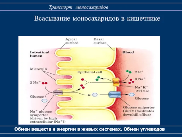 Всасывание моносахаридов в кишечнике Обмен веществ и энергии в живых системах. Обмен углеводов Транспорт моносахаридов