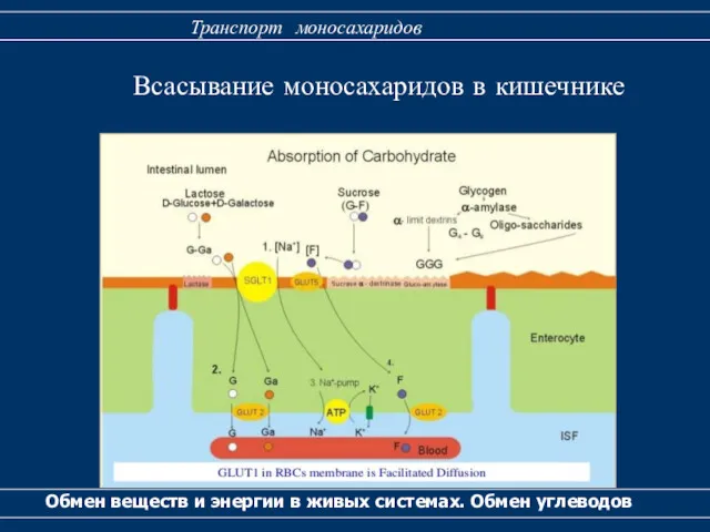 Всасывание моносахаридов в кишечнике Обмен веществ и энергии в живых системах. Обмен углеводов Транспорт моносахаридов