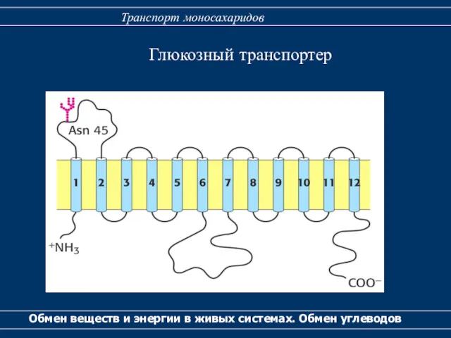Глюкозный транспортер Обмен веществ и энергии в живых системах. Обмен углеводов Транспорт моносахаридов