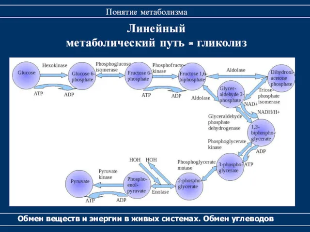 Линейный метаболический путь - гликолиз Обмен веществ и энергии в живых системах. Обмен углеводов Понятие метаболизма