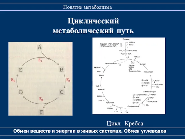 Циклический метаболический путь Обмен веществ и энергии в живых системах. Обмен углеводов Понятие метаболизма Цикл Кребса