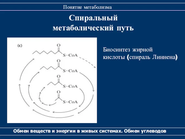 Спиральный метаболический путь Обмен веществ и энергии в живых системах.