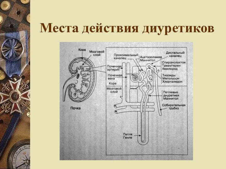 Места действия диуретиков