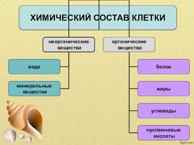 ХИМИЧЕСКИЙ СОСТАВ КЛЕТКИ