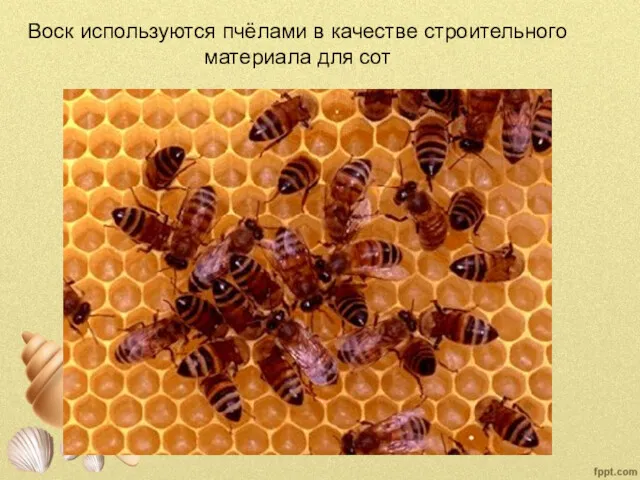 Воск используются пчёлами в качестве строительного материала для сот