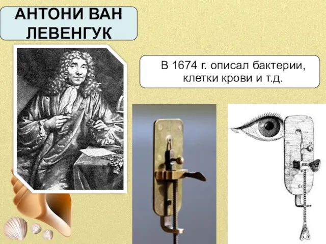 АНТОНИ ВАН ЛЕВЕНГУК В 1674 г. описал бактерии, клетки крови и т.д.