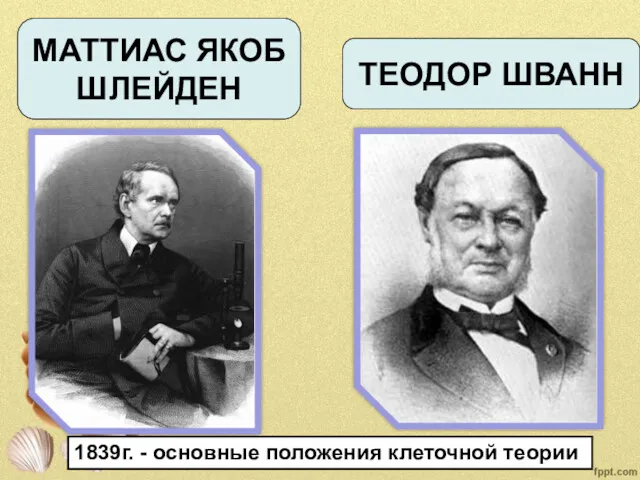 МАТТИАС ЯКОБ ШЛЕЙДЕН ТЕОДОР ШВАНН 1839г. - основные положения клеточной теории