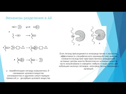 Механизм разделения в АХ а – иммобилизация лиганда (ковалентно); б