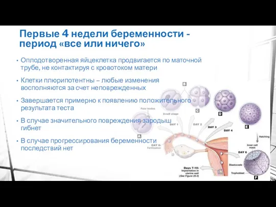 Первые 4 недели беременности - период «все или ничего» Оплодотворенная яйцеклетка продвигается по