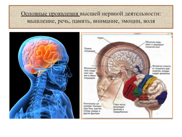 Основные проявления высшей нервной деятельности: мышление, речь, память, внимание, эмоции, воля