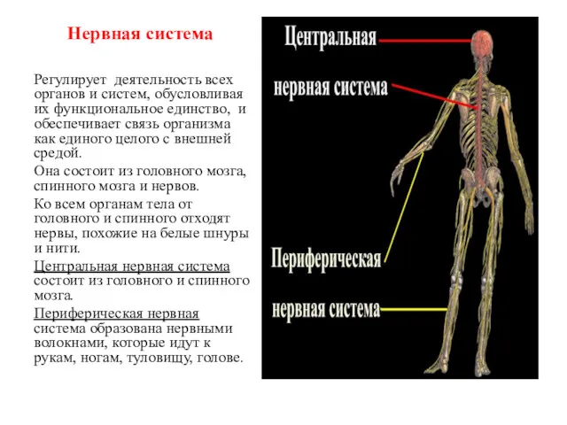 Нервная система Регулирует деятельность всех органов и систем, обусловливая их