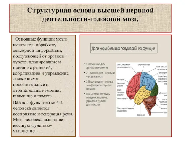 Структурная основа высшей нервной деятельности-головной мозг. Основные функции мозга включают: