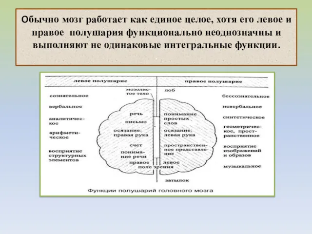 Обычно мозг работает как единое целое, хотя его левое и